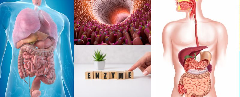 Digestion Enzymes Offer Two Great Benefits