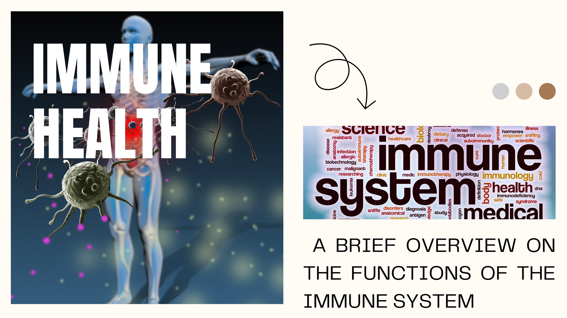 Immune Health: A Brief Overview on the Functions of the Immune System