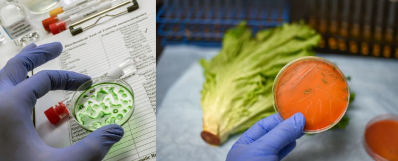 If You Have A Weakened Immune System, What's In Your Fridge Can Kill You
