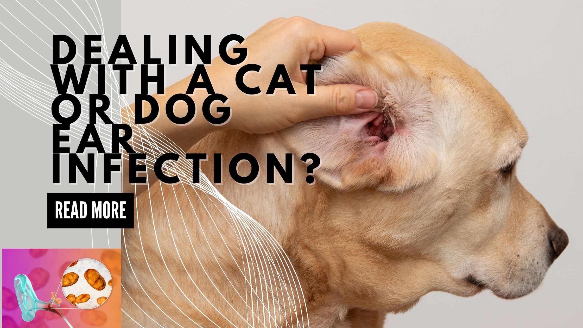 Dealing with A Cat or Dog Ear Infection?