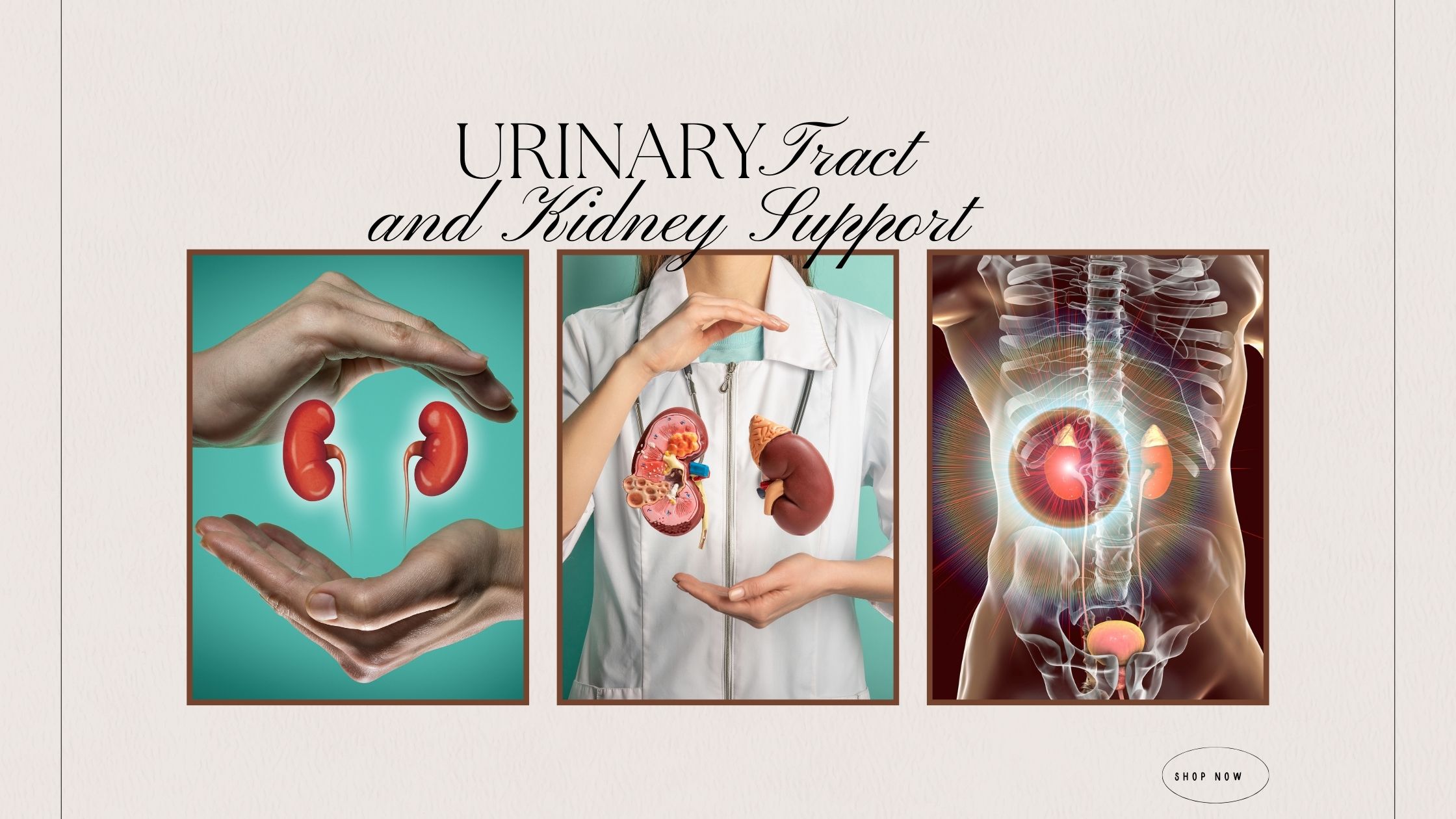 Urinary Tract and Kidney Support