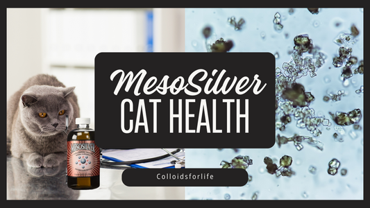 A Natural Approach to Feline UTIs: How MesoSilver Can Support Cat Urinary Health