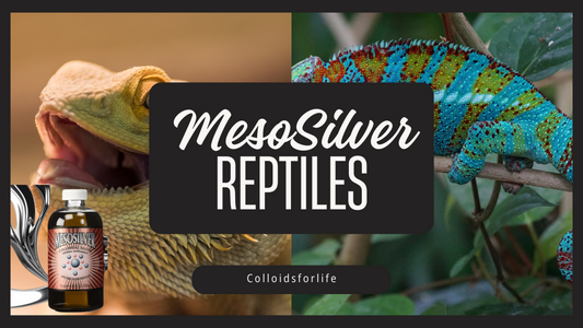 Keeping Reptile Enclosures Mold-Free: MesoSilver for Your Scaly Friends