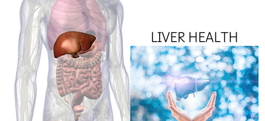 Liver DTX: Your Key to Optimal Liver Health in 2024