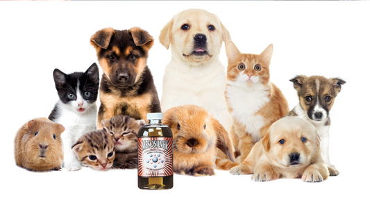 Colloidal Silver for Pets: Safe Usage for Dogs and Cats