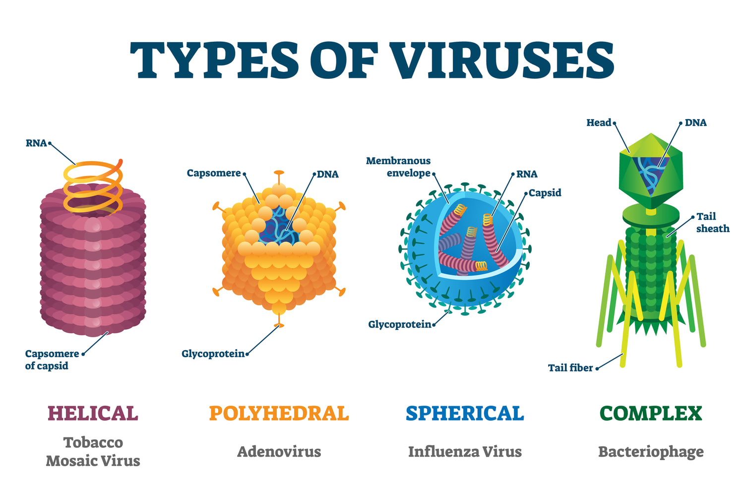 Viral Infection